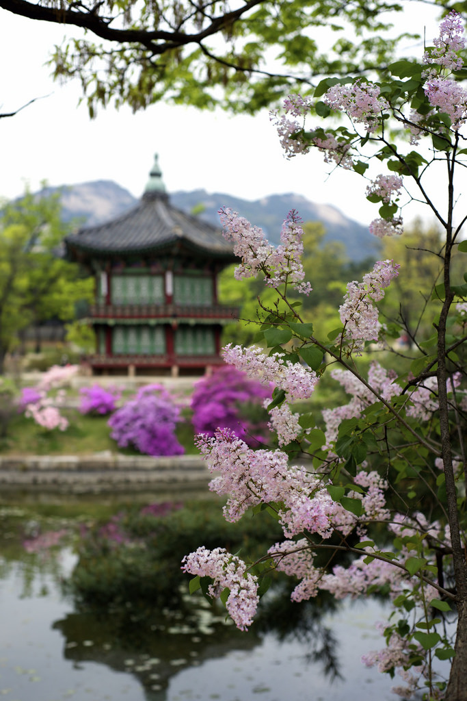 Korean Spring