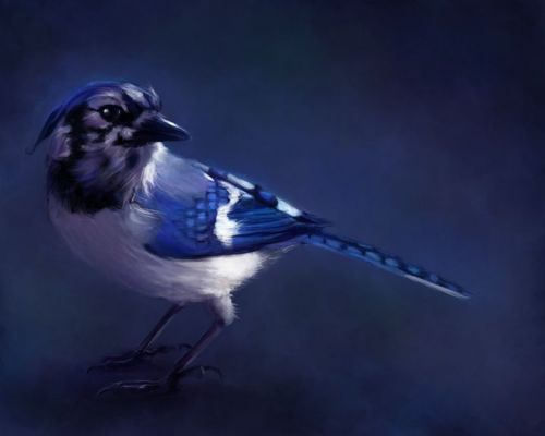 Blue_Jay_by_cypherx
cypherx