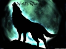 Wolf
Wolf's Rain