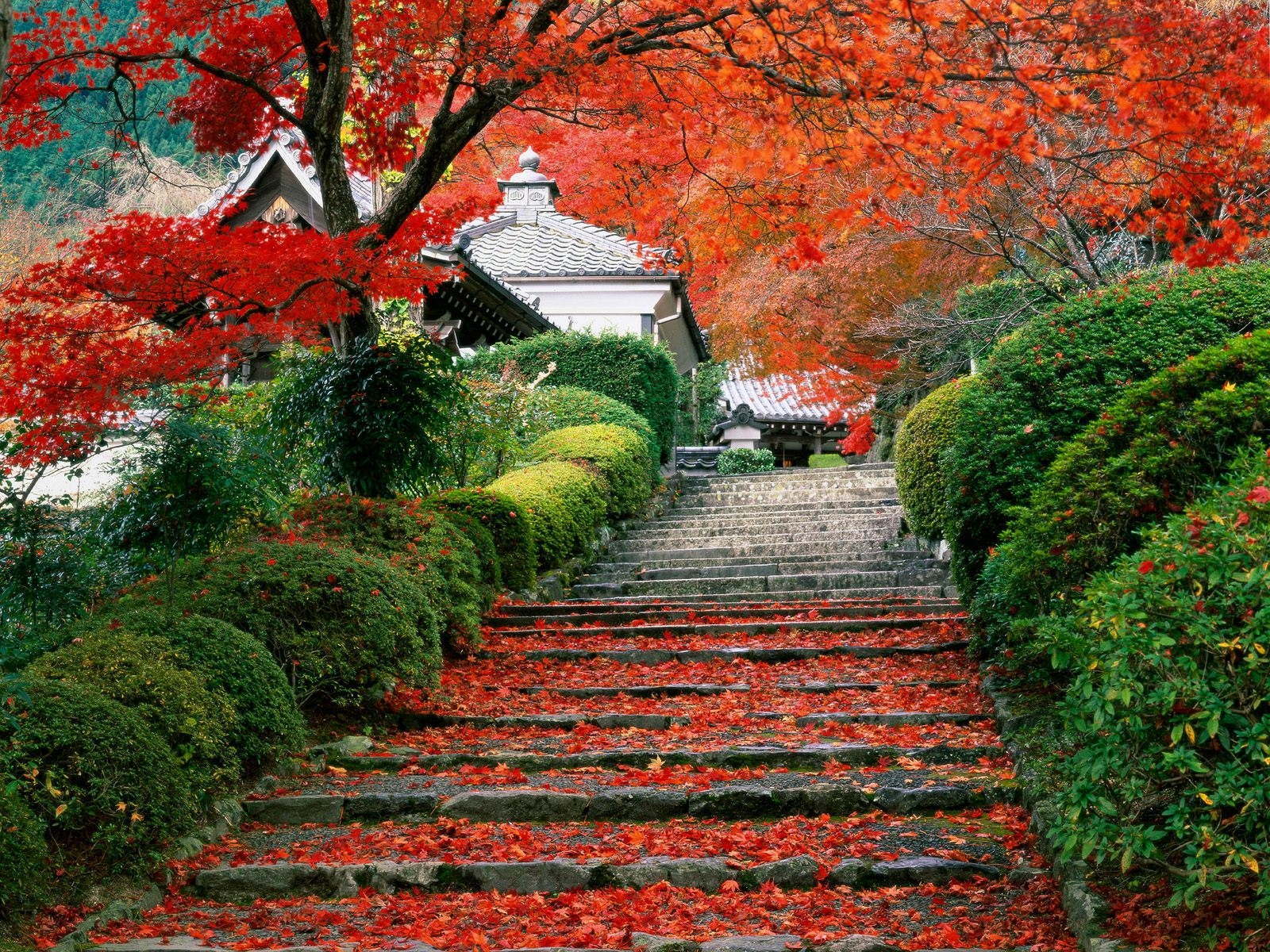 Garden, Staircase, Kyoto, Japan, Sakura