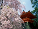 Cherry Blossoms, Ninna-Ji Temple Grounds, Kyoto, Japan
Cherry Blossoms, Ninnaji Temple, Kyoto, Japan