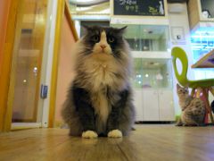 Новое кошачье кафе Purringtons Cat Lounge в США