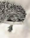 Sleepy_HedgeHog