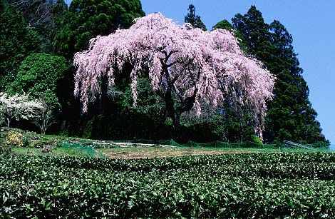 sakura 42   278 
sakura 42   ( Japan Sakura  ) 278 
sakura 42   Japan Sakura    picture photo foto art