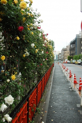 tokyo
   ,    ,         )
tokyo japan  