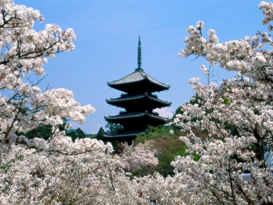 Cherry Blossoms, Ninna-Ji Temple Grounds, Kyoto, Japan
